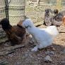 Usa Silkie Chicks And Fertile Eggs Image 4