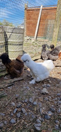 Usa Silkie Chicks And Fertile Eggs