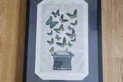 Butterflies picture