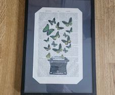 Butterflies picture