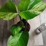 Epipremnum Aureum Marble Queen big leaves Image 9