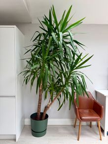 Large Mature Yucca. 243cm Tall. Excellent Condition