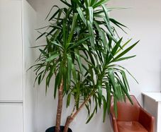 Large Mature Yucca. 243cm Tall. Excellent Condition
