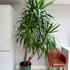 Large Mature Yucca. 243cm Tall. Excellent Condition