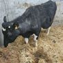 Dairy cows and heifers Image 2