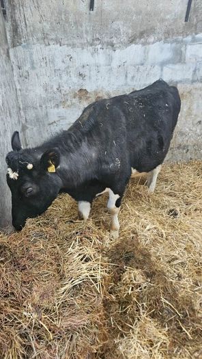Dairy cows and heifers