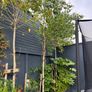 Birch trees for sale Image 3
