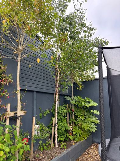 Birch trees for sale
