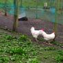Roosters Image 5