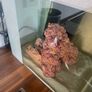 fish tank salt water 60 litre Image 6