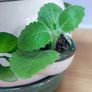 Plant Geranium and Cuban Oregano with herb pot Image 4