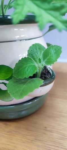 Plant Geranium and Cuban Oregano with herb pot
