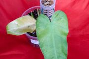 Philodendron Whipple Way mint