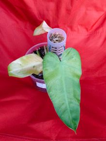 Philodendron Whipple Way mint