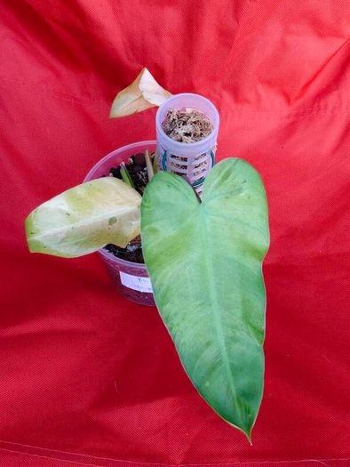 Philodendron Whipple Way mint