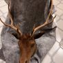Antique Stags head Image 5