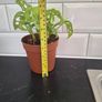 Plant Image 3