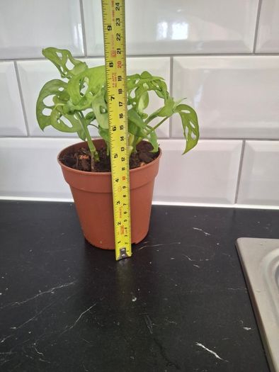 Plant
