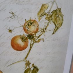 Lovely signed illustration i Pomodori (Tomato)