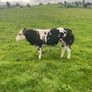Super Overdose heifer for sale Image 2