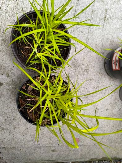 garden plants