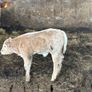 Charolais bull Image 5