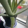 Aloe vera Image 3