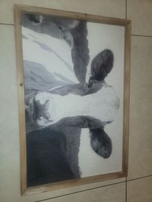 New Fresian Cow pic