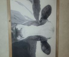 New Fresian Cow pic