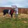 Show heifers Image 10