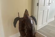 Antique Rare Large Taxidermy Hawksbill Sea Turtle