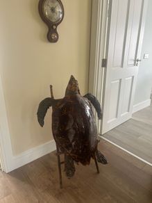 Antique Rare Large Taxidermy Hawksbill Sea Turtle
