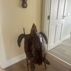 Antique Rare Large Taxidermy Hawksbill Sea Turtle