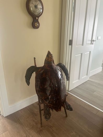 Antique Rare Large Taxidermy Hawksbill Sea Turtle