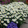 plants Image 9