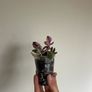 Variegated Jade Plant Image 3
