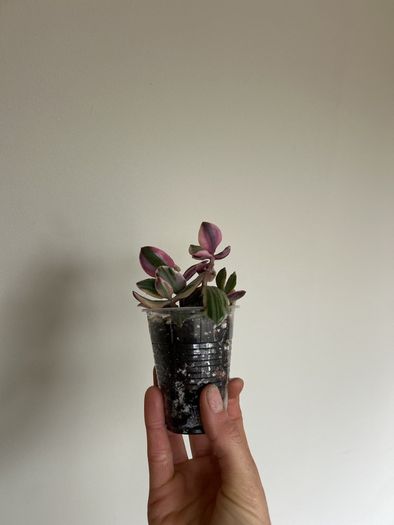 Variegated Jade Plant