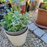 Variety of plants for sale Image 10