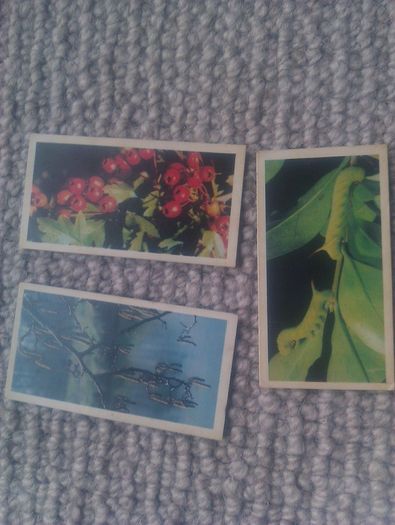 Woodland Wildlife. Brooke Bond Oxo 1980 series.
