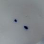 Osborne Flow Blue Plate Image 6
