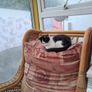 kittens Image 3