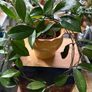 Hoya carnosa plant Image 4