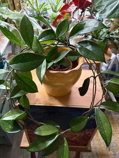 Hoya carnosa plant