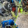 food plants Image 3