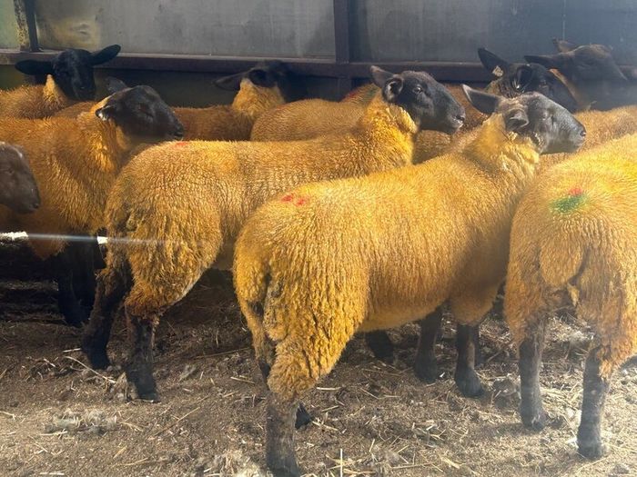 Ewe lambs