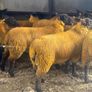 Ewe lambs Image 3