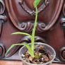 No.2 Philodendron Radiatum Variegated Image 6