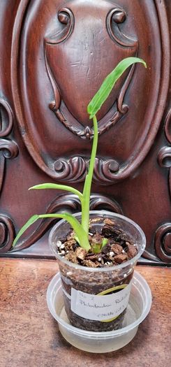 No.2 Philodendron Radiatum Variegated