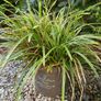 Ornamental grass - Japanese sedge Image 2