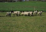 Breeding Hoggets and Sheep
